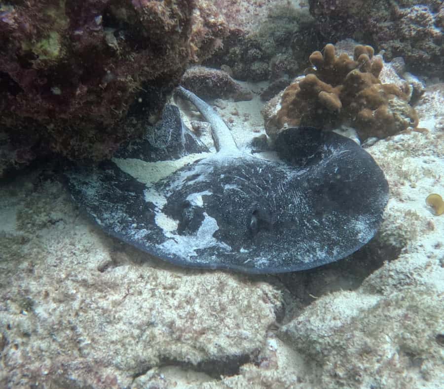 Muscat: Daymaniat Islands Try Scuba Diving - Underwater sessions and snorkeling between snacks