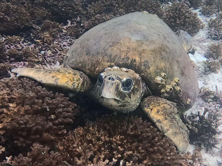 Muscat: Daymaniat Islands Try Scuba Diving - Food, drinks, and pacing on a 4-hour schedule