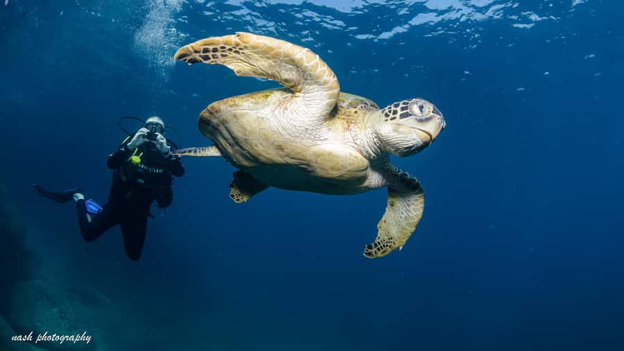 Muscat: Daymaniyat Island Scuba Dive 2 locations + BBQ Lunch - The speedboat ride: sundeck views with real comfort