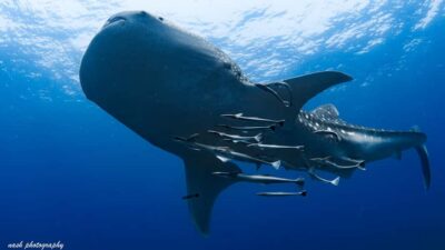 Muscat: Daymaniyat Island Scuba Dive 2 locations + BBQ Lunch - Meeting at MolaMola near Al Mouj Marina: the quick-start you want