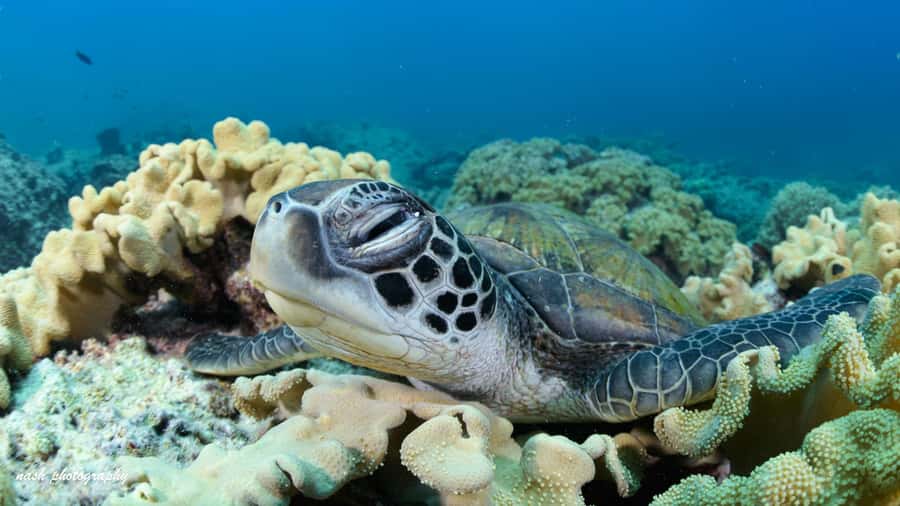 Muscat: Daymaniyat Island Scuba Dive 2 locations + BBQ Lunch - Price and value: what $199 covers and why it adds up