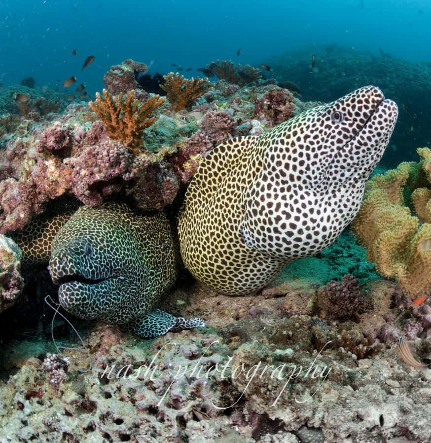 Muscat: Daymaniyat Island Scuba Dive 2 locations + BBQ Lunch - Should you book it?