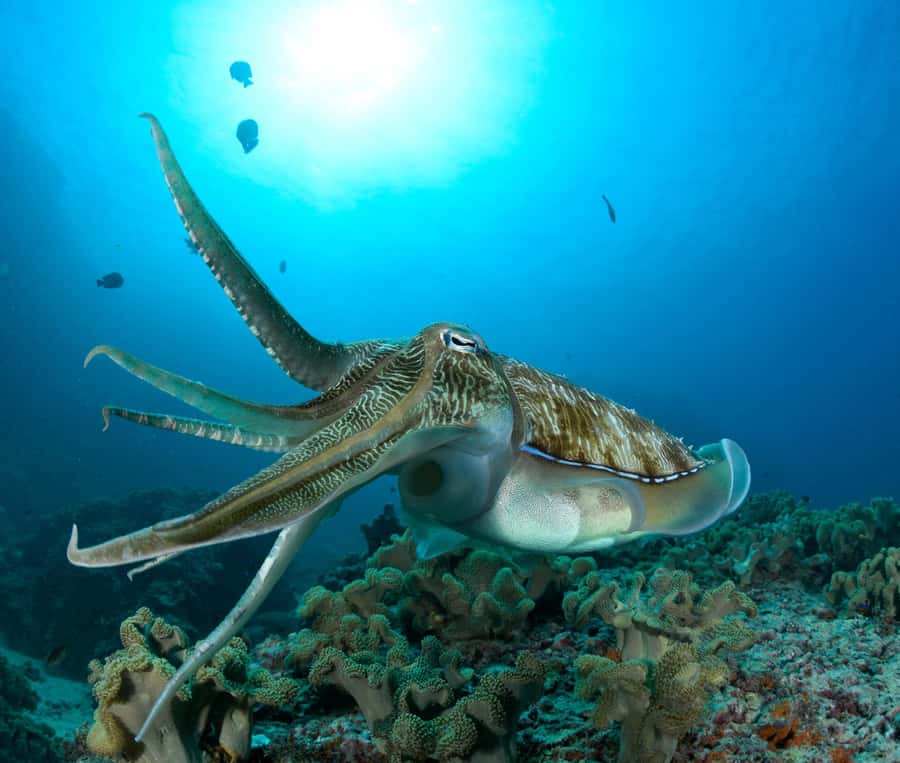 MUSCAT: Daymaniyat Island Snorkeling & Try-Dive + BBQ Lunch - Key highlights you’ll feel right away