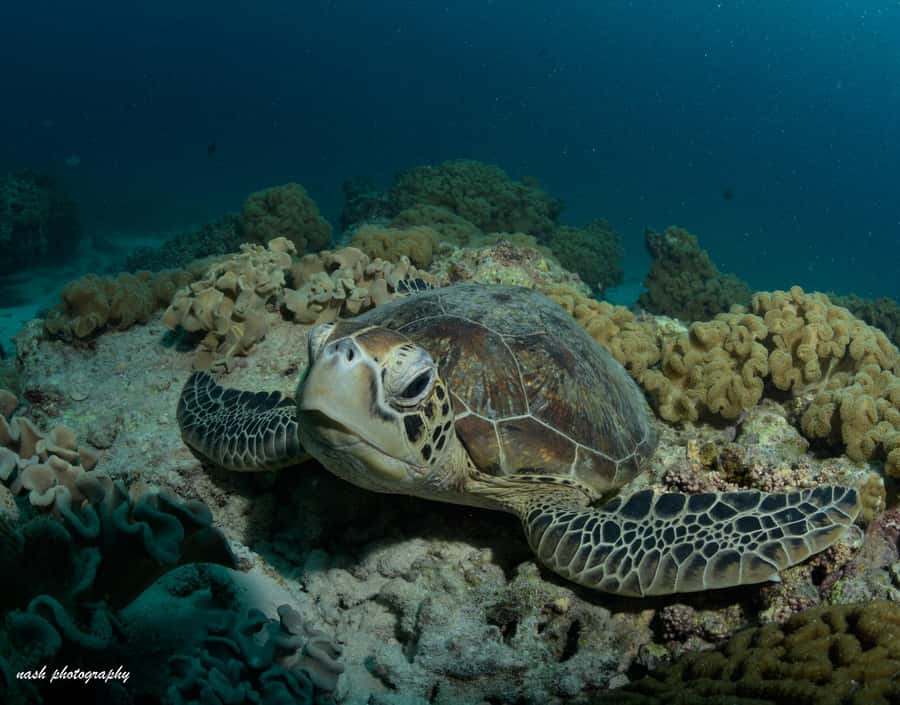 MUSCAT: Daymaniyat Island Snorkeling & Try-Dive + BBQ Lunch - From Al Mouj Marina to the Daymaniyat Islands: a smooth start