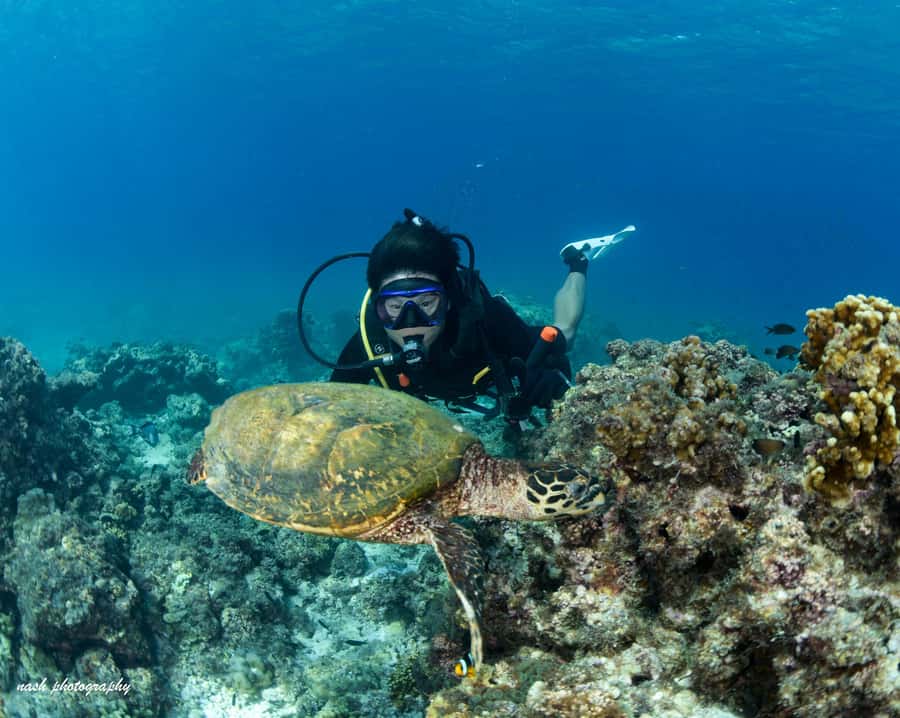 MUSCAT: Daymaniyat Island Snorkeling & Try-Dive + BBQ Lunch - Snorkel two sites: turtles, reef fish, and big-animal suspense