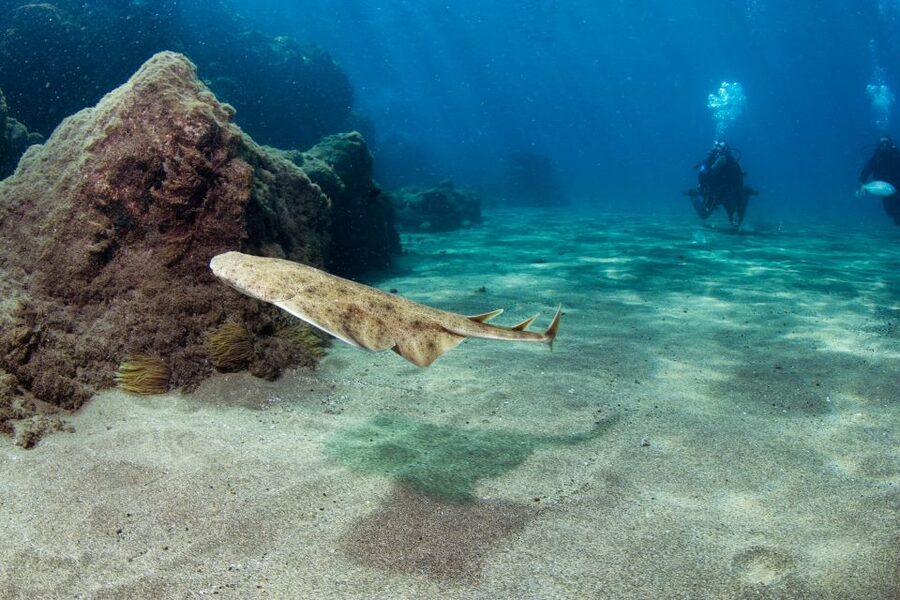 Museo Atlantico: Diving Class for Non-Certified Divers - Key highlights at a glance