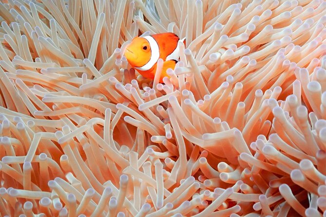 Naha: Full-Day Introductory diving & Snorkeling in the Kerama Islands, Okinawa - Price and value: is $72.48 a fair deal?