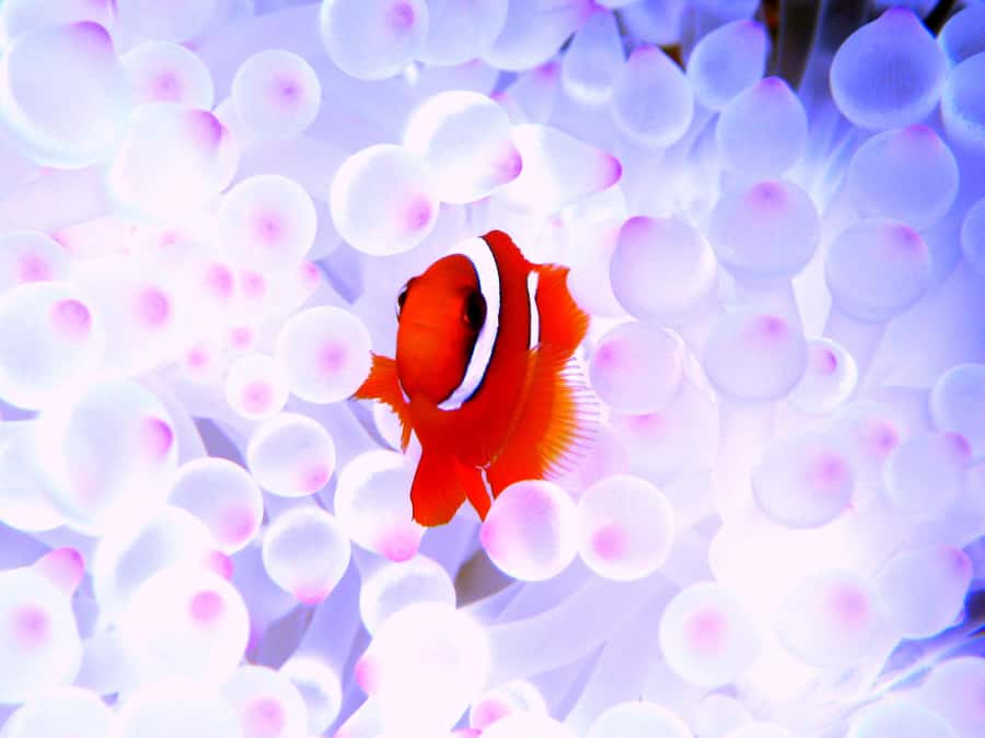 Naha:Kerama Island Experience Dive/Snorkeling/Whale Watching - Who this Kerama tour fits best (and who should skip)