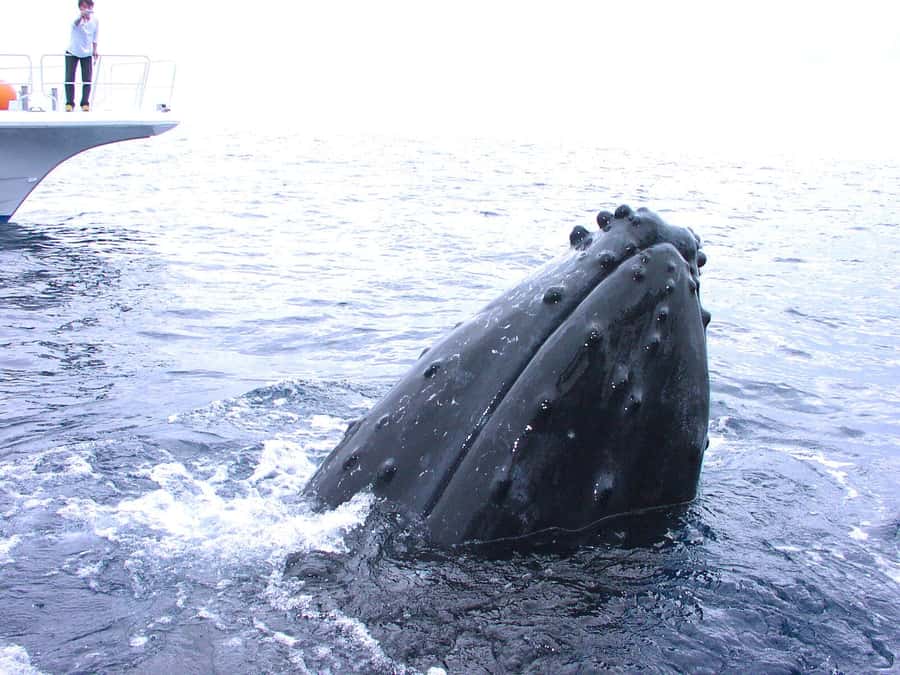 Naha:Kerama Island Experience Dive/Snorkeling/Whale Watching - What the day looks like: pickup, speedboat time, and Kerama National Park