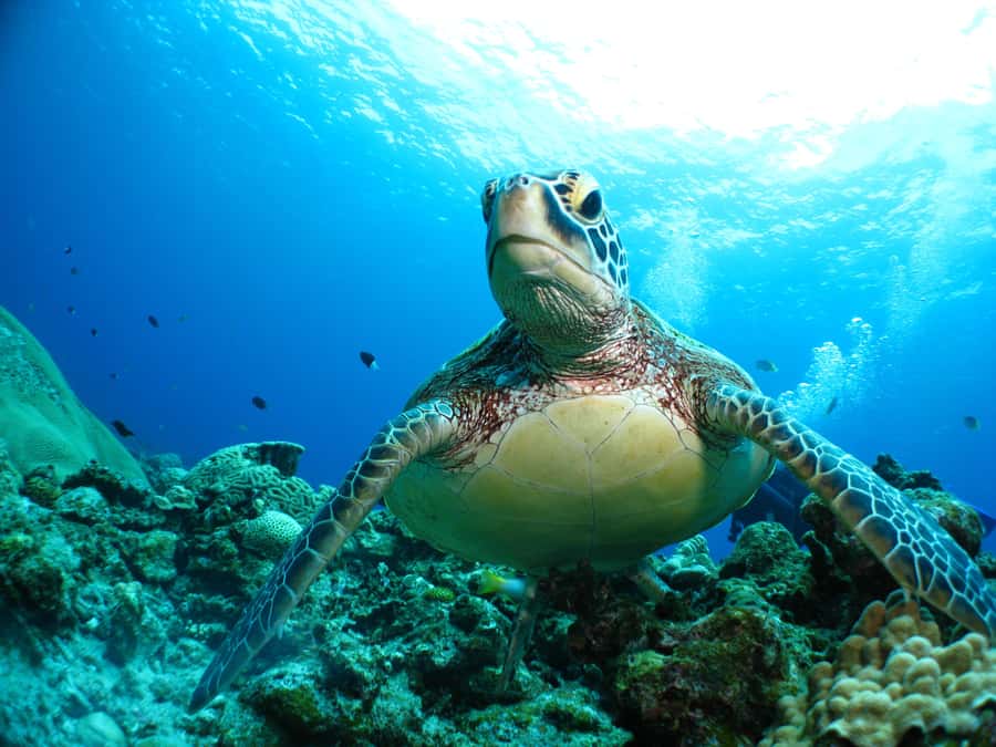 Naha:Kerama Island Experience Dive/Snorkeling/Whale Watching - Snorkeling across multiple spots: reef time without the pressure