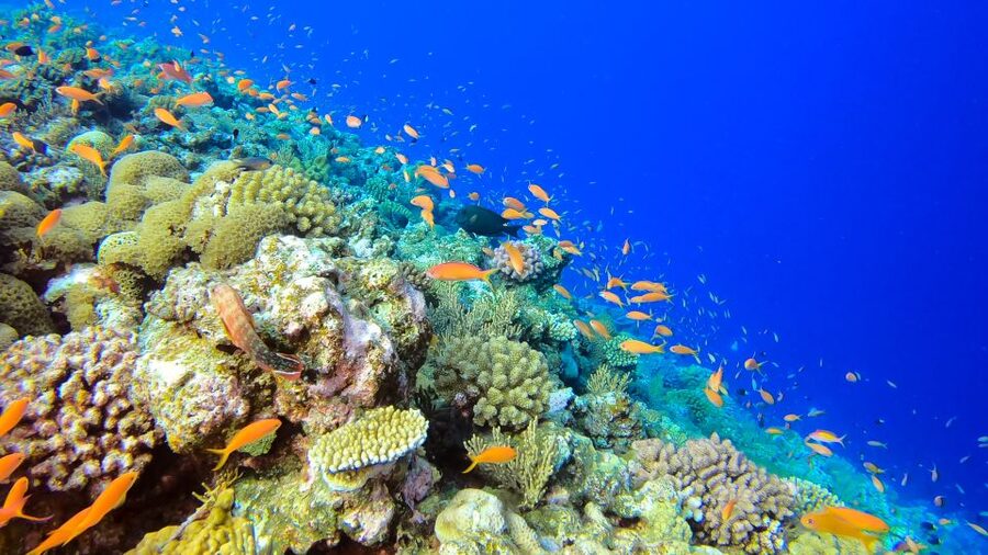 Naha, Okinawa: Kerama Islands Full-Day Intro-Diving Trip - Your one intro scuba session: what you learn underwater