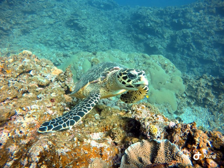 Naha, Okinawa: Kerama Islands Full-Day Intro-Diving Trip - Who should book this Kerama intro scuba day (and who shouldn’t)