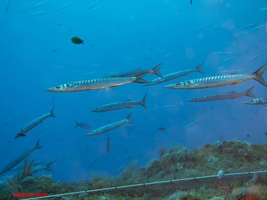 Napoli: Dive or Discover Scuba Diving in the Park of Baia - Roman history you can feel: emperors, luxury, and how it sank
