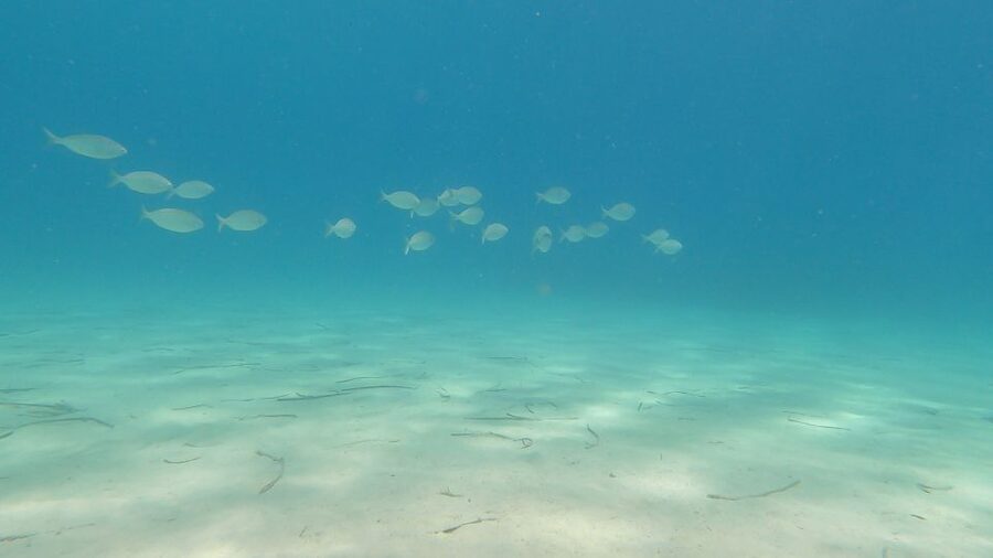 Naxos: Discover Scuba Diving on Agios Georgios Beach - Should you book the Naxos Agios Georgios beginner scuba experience?