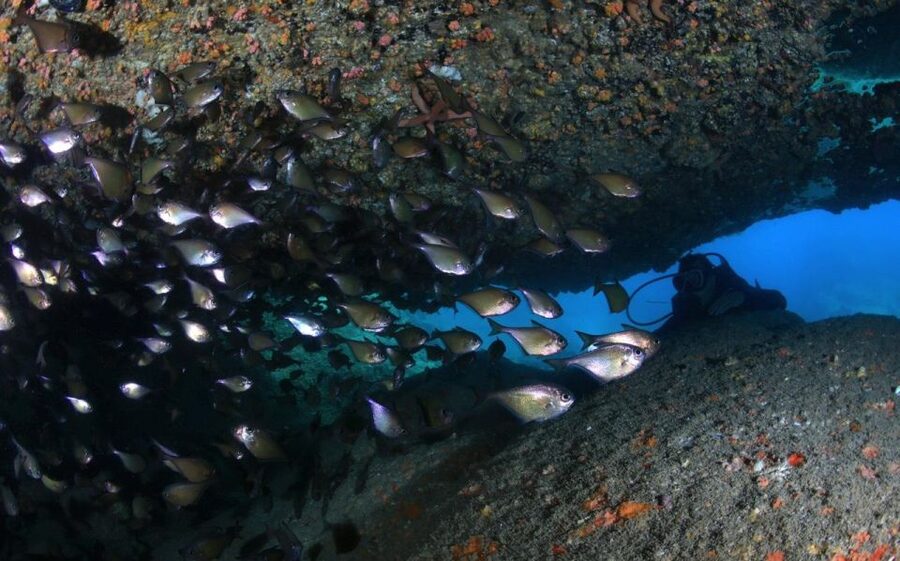 Nha Trang: Scuba Diving Experience for Non-Certified Divers - The 6-Hour Flow: From Gear Check to Snorkeling Extra Time