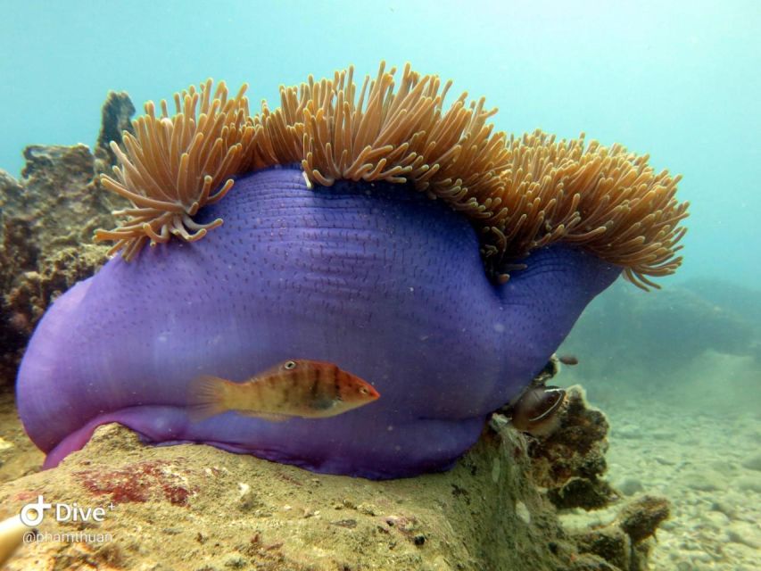 Nha Trang: Scuba Diving Experience for Non-Certified Divers - Nha Trang Bay Marine Life: What You’re Likely to See
