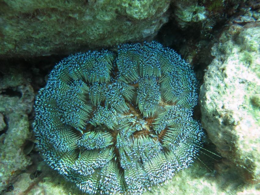 Nha Trang: Scuba Diving Experience for Non-Certified Divers - Lunch on a Fisherman Base: A Real Meal After the Water Time
