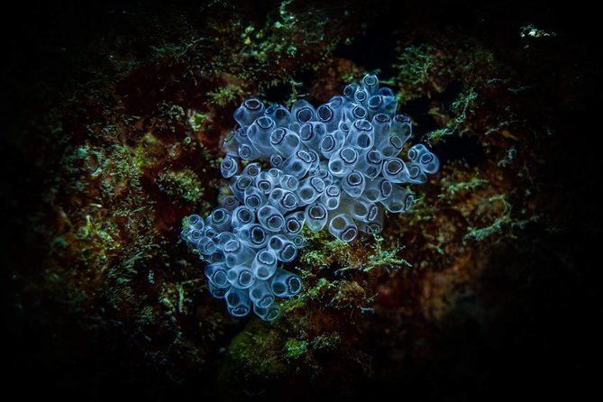 Night Shore Diving Mangel Halto Aruba for Certified Divers - Mangel Halto Reef: coral, creatures, and controlled movement