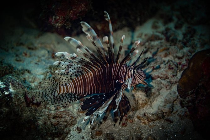 Night Shore Diving Mangel Halto Aruba for Certified Divers - The Hole in the Wall: why this spot works so well at night