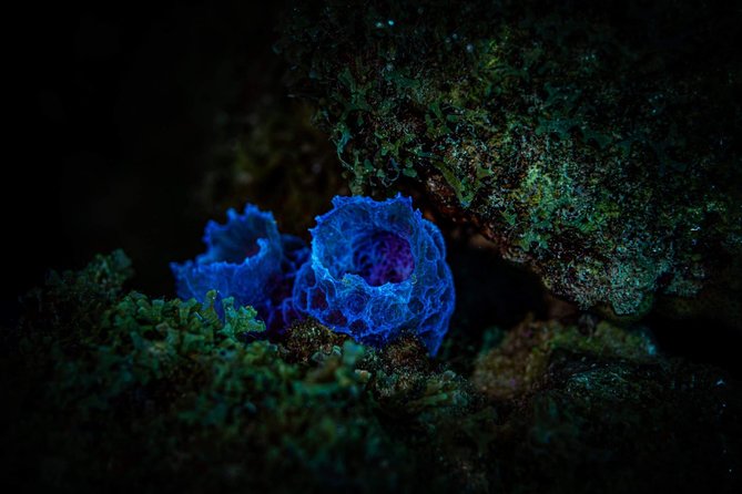 Night Shore Diving Mangel Halto Aruba for Certified Divers - Small group size: why max 6 changes everything