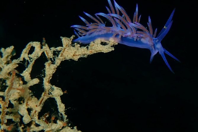 Nima Diving Center, Naxos, Greece - First-Time Scuba in Naxos: Why This Shore Session Works