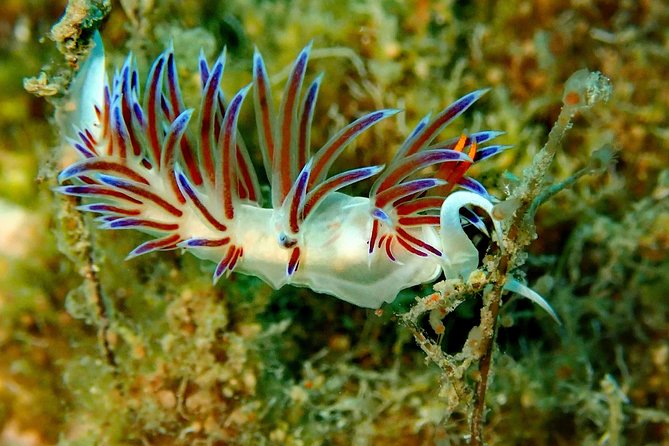 Nima Diving Center, Naxos, Greece - Who This Suits Best (And Who Should Reconsider)