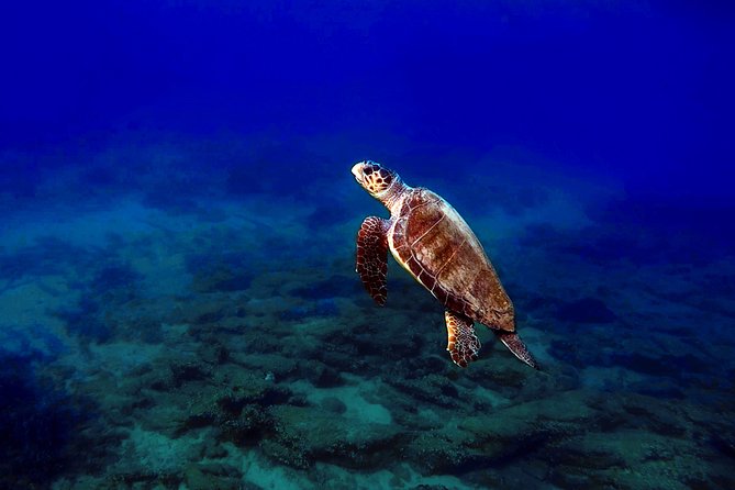 Nima Diving Center, Naxos, Greece - Should You Book Nima’s Beginner Scuba Session in Naxos?