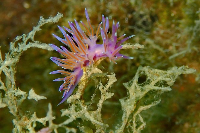 Nima Diving Center, Naxos, Greece - FAQ