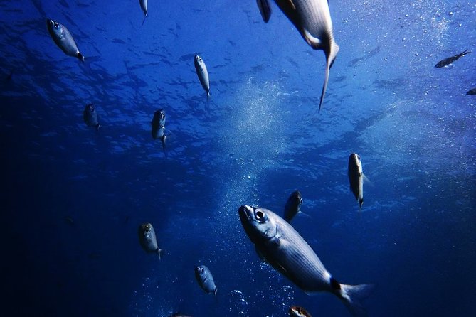 Nima Diving Center, Naxos, Greece - Shore Entry Off Ag. Anna: What the Underwater Part Feels Like