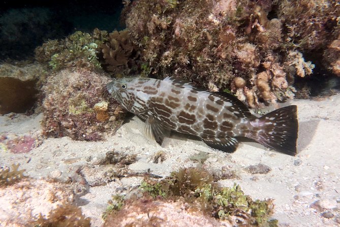 No Experience Required to Discover Scuba in Florida - What you’ll practice with your instructor (and why patience matters)