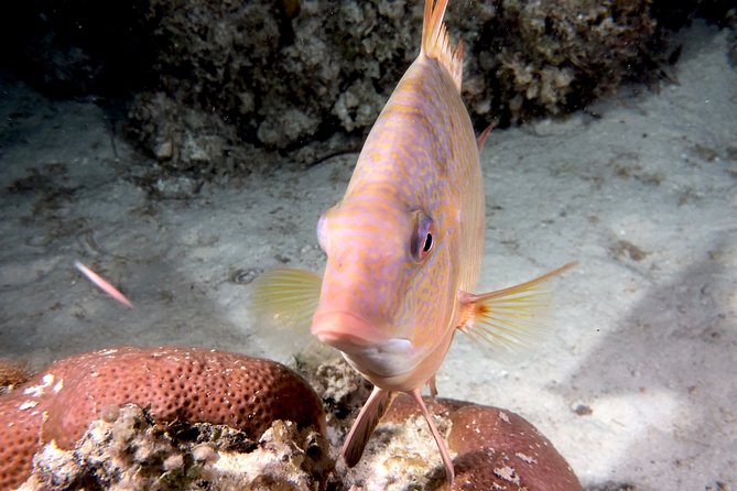 No Experience Required to Discover Scuba in Florida - The morning flow: meeting point, local stops, and how timing works