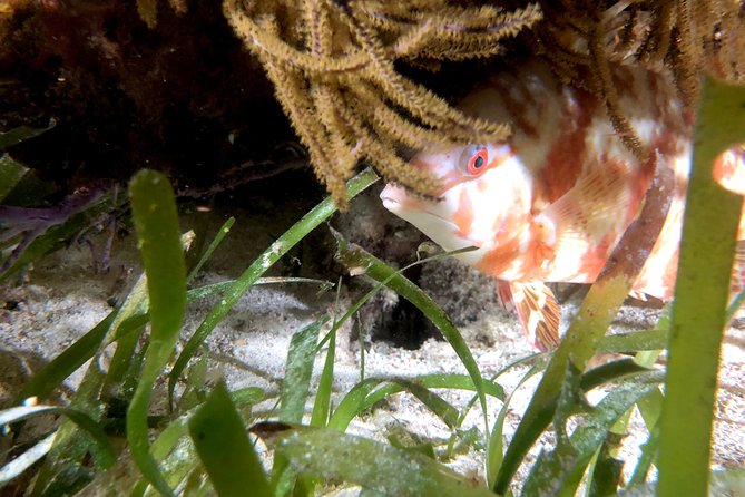 No Experience Required to Discover Scuba in Florida - Who this experience suits best (and who should rethink it)