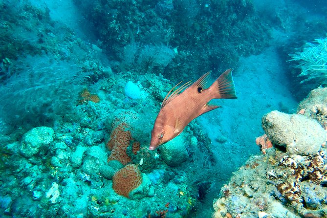 No Experience Required to Discover Scuba in Florida - How to prepare so you get the best day possible