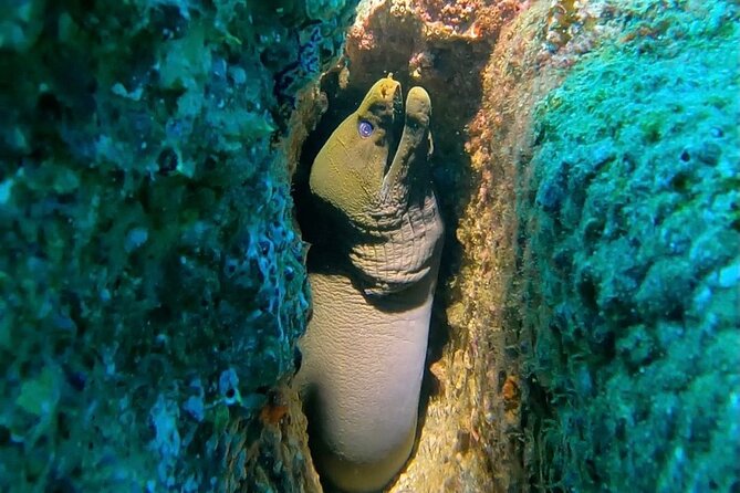 Non-Certified Diving Adventure in Cabo San Lucas - First-Time Scuba in Cabo: What You’re Actually Signing Up For
