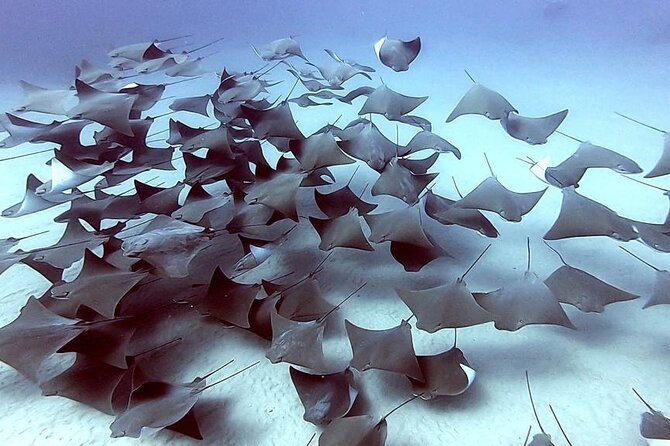 Non-Certified Diving Adventure in Cabo San Lucas - Your Underwater Time: What You Might See in the Piedra del Pelicano Area