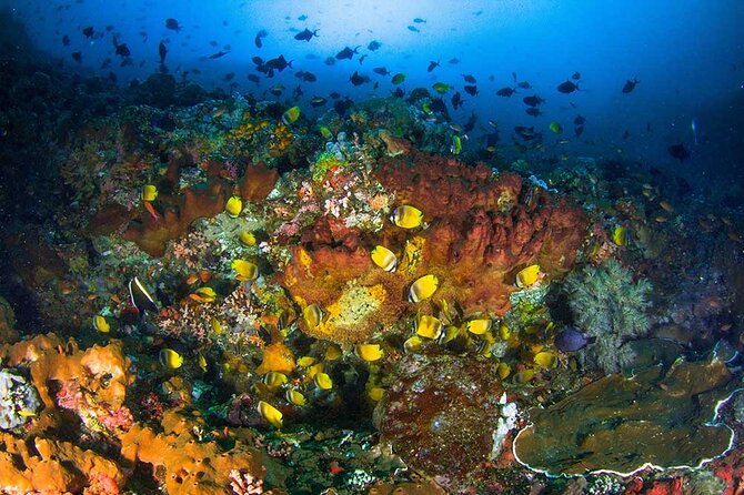Nusa Penida 3 Fun Dives Boat Trip (For Certified Divers) - Nusa Penida’s Underwater Cast: What You’re Actually Booking