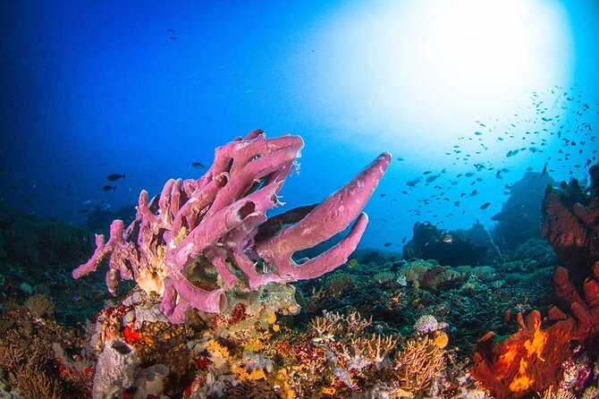 Nusa Penida 3 Fun Dives Boat Trip (For Certified Divers) - Getting There and Staying Comfortable: What You Control