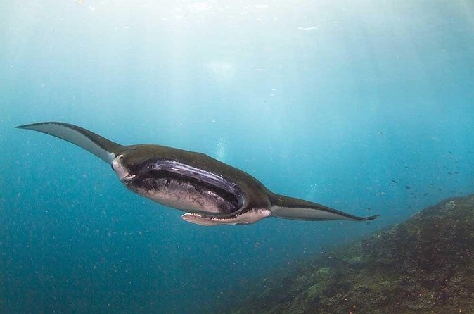 Nusa Penida 3 Fun Dives Boat Trip (For Certified Divers) - Price and Value: Is $170.23 Fair for a 3-Tank Penida Day?