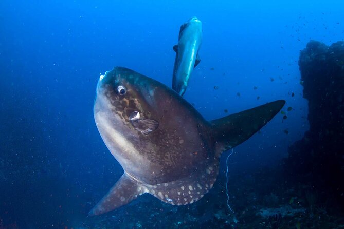 Nusa Penida 3 Fun Dives Boat Trip (For Certified Divers) - The 7-Hour Rhythm: Two Reef Stops, Lunch Reset, One More Stop