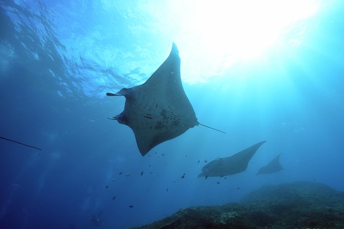 Nusa Penida Day Trip for 3 dives - Nusa Penida day trip for 3 tanks: why this format works
