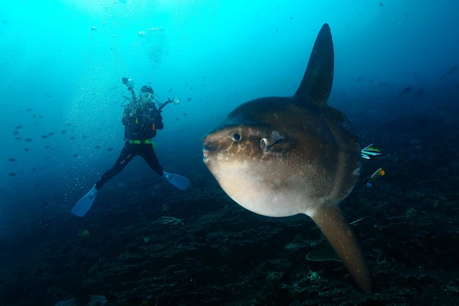 Nusa Penida Day Trip for 3 dives - Getting there and getting back: the 7am-to-4/5pm reality
