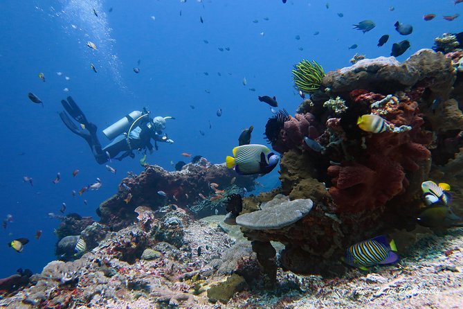 Nusa Penida Day Trip for 3 dives - Drift conditions and cold water: what to expect under the surface