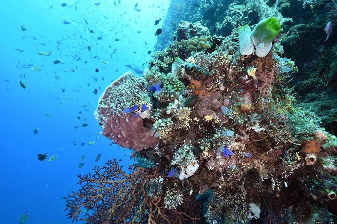 Nusa Penida Day Trip for 3 dives - Price and value: is $190 actually fair for 3 tanks?
