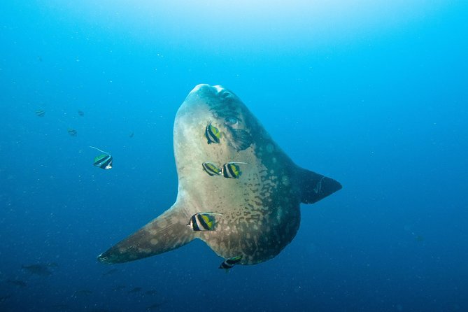 Nusa Penida Three Dives Trip for Certified Divers - Key Things That Make This Trip Feel Different