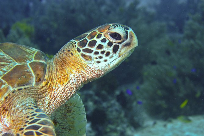 Nusa Penida Three Dives Trip for Certified Divers - Session Two at East Penida: Reef Time That Often Feels More Relaxed