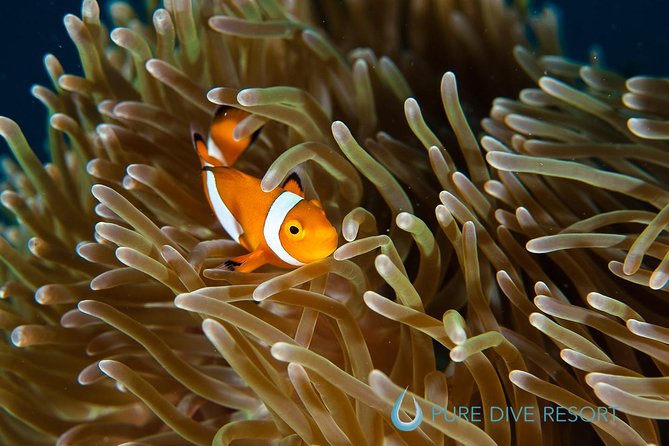 Nusa Penida Three Dives Trip for Certified Divers - Session One at Manta Point: Your Best Shot at the Big Animal Moments