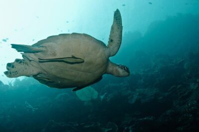 Nusa Penida Try Scuba Diving Program - for Non-Certified Divers - The Pure Dive Resort start: briefing, pool time, and the tests that set you up