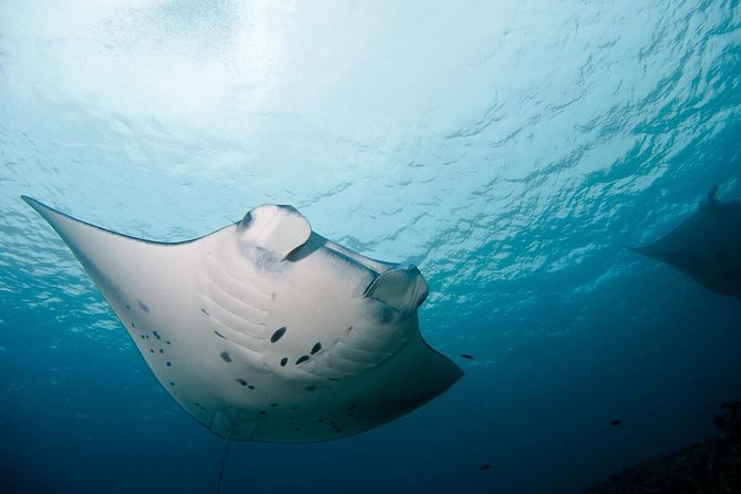 Nusa Penida Two Dives Trip for Certified Divers - Nusa Penida’s manta-and-reef combo: what you’re really buying