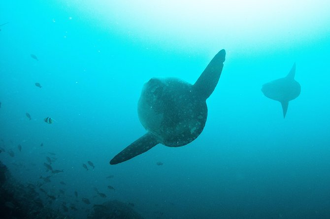 Nusa Penida Two Dives Trip for Certified Divers - The two underwater sessions: how the day flows