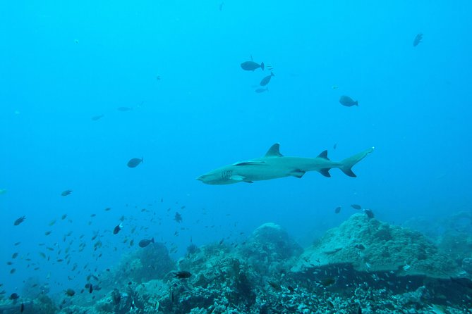 Nusa Penida Two Dives Trip for Certified Divers - Gear and lunch: the comfort factors that make the day easier